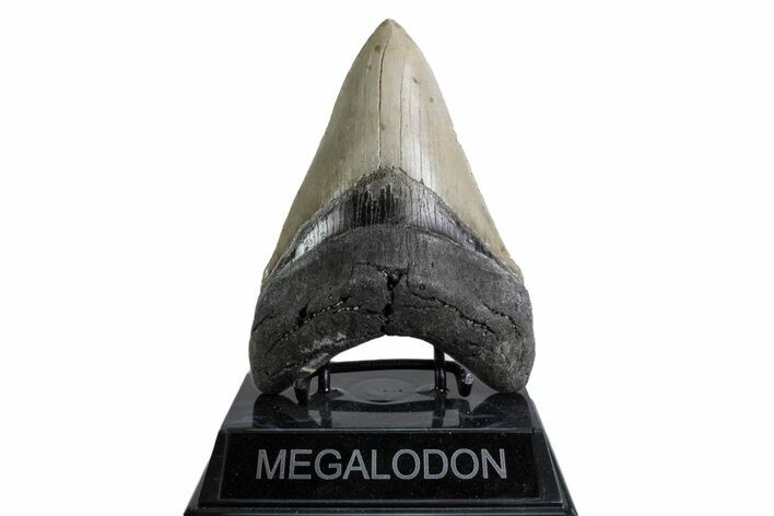 Fossil Megalodon Tooth - North Carolina #378075